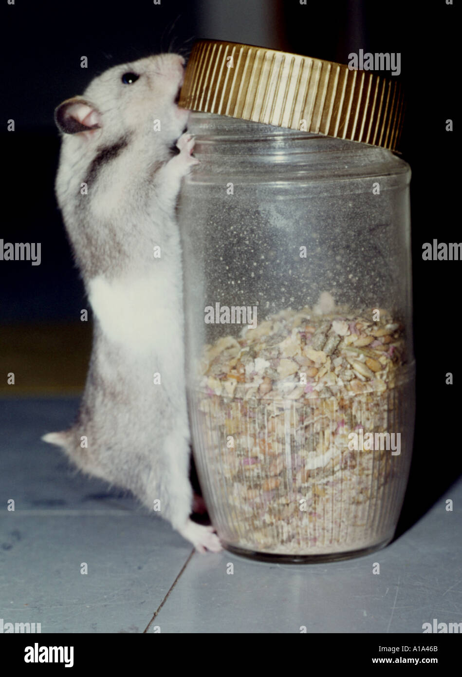 Hamster raiding larder Stock Photo