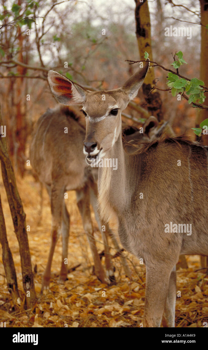Female Greater Kudu, tragelaphus strepsiceros, Bovidae Stock Photo
