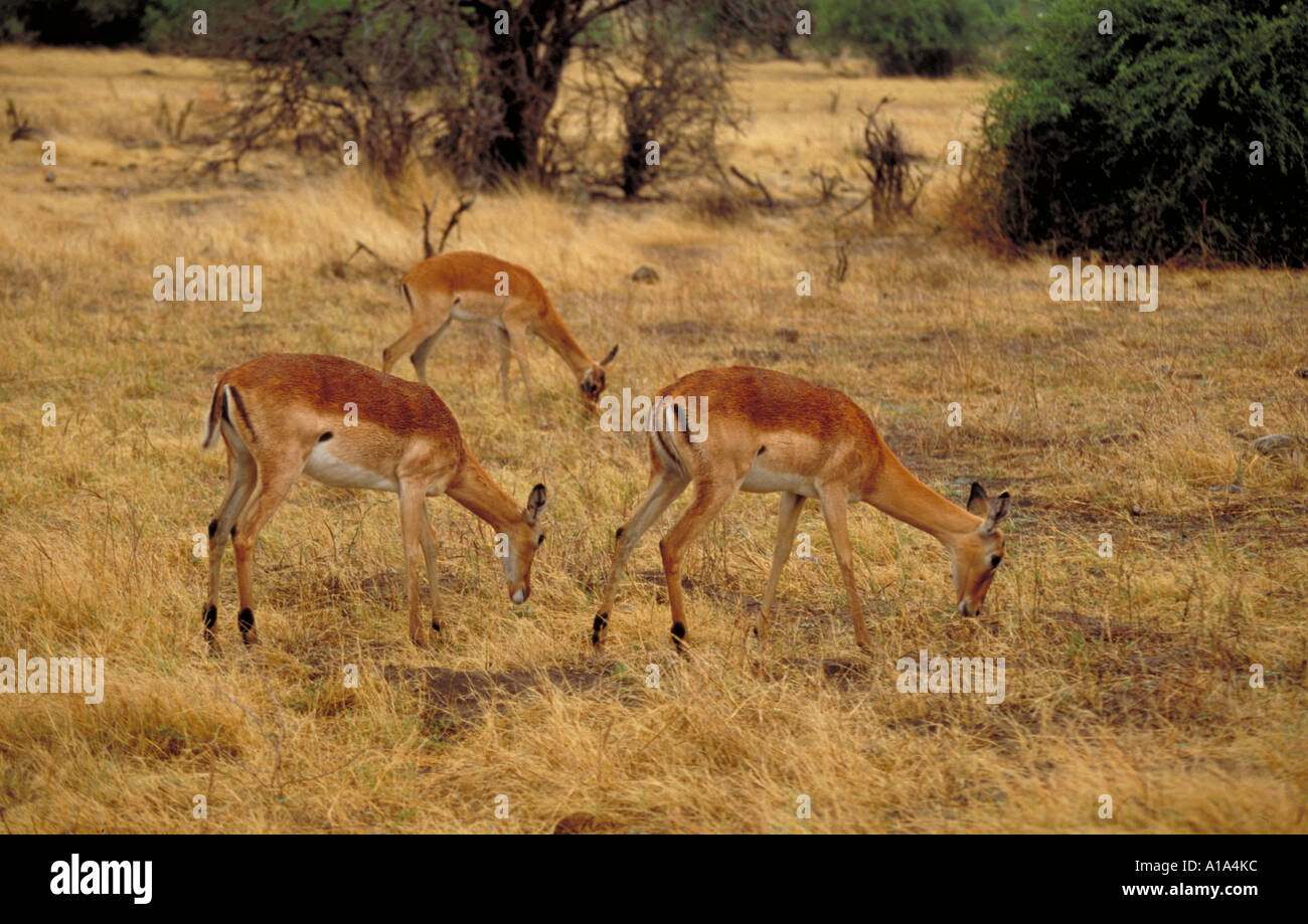 Impala, Aepyceros melampus, Bovidae Stock Photo