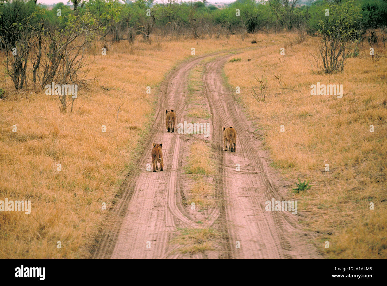 Southwest African or Katanga Lion Cubs, Panthera leo bleyenberghi, Chobe, Botswana, Africa Stock Photo