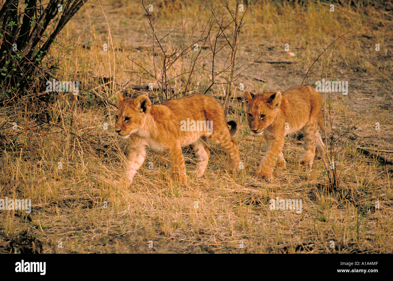 Southwest African or Katanga Lion Cubs, Panthera leo bleyenberghi, Chobe, Botswana, Africa Stock Photo