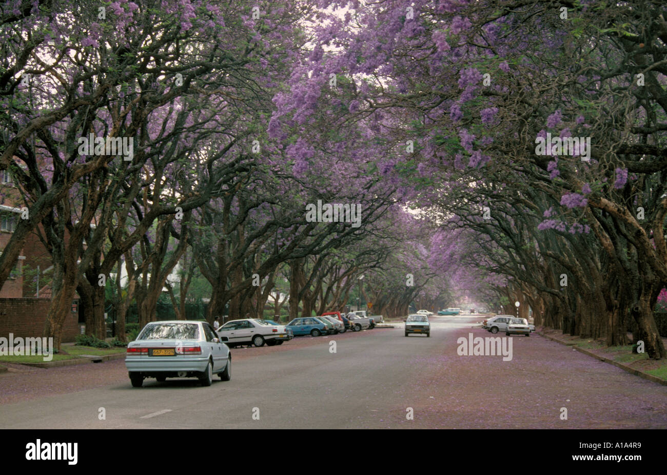 Jacaranda Trees Harare