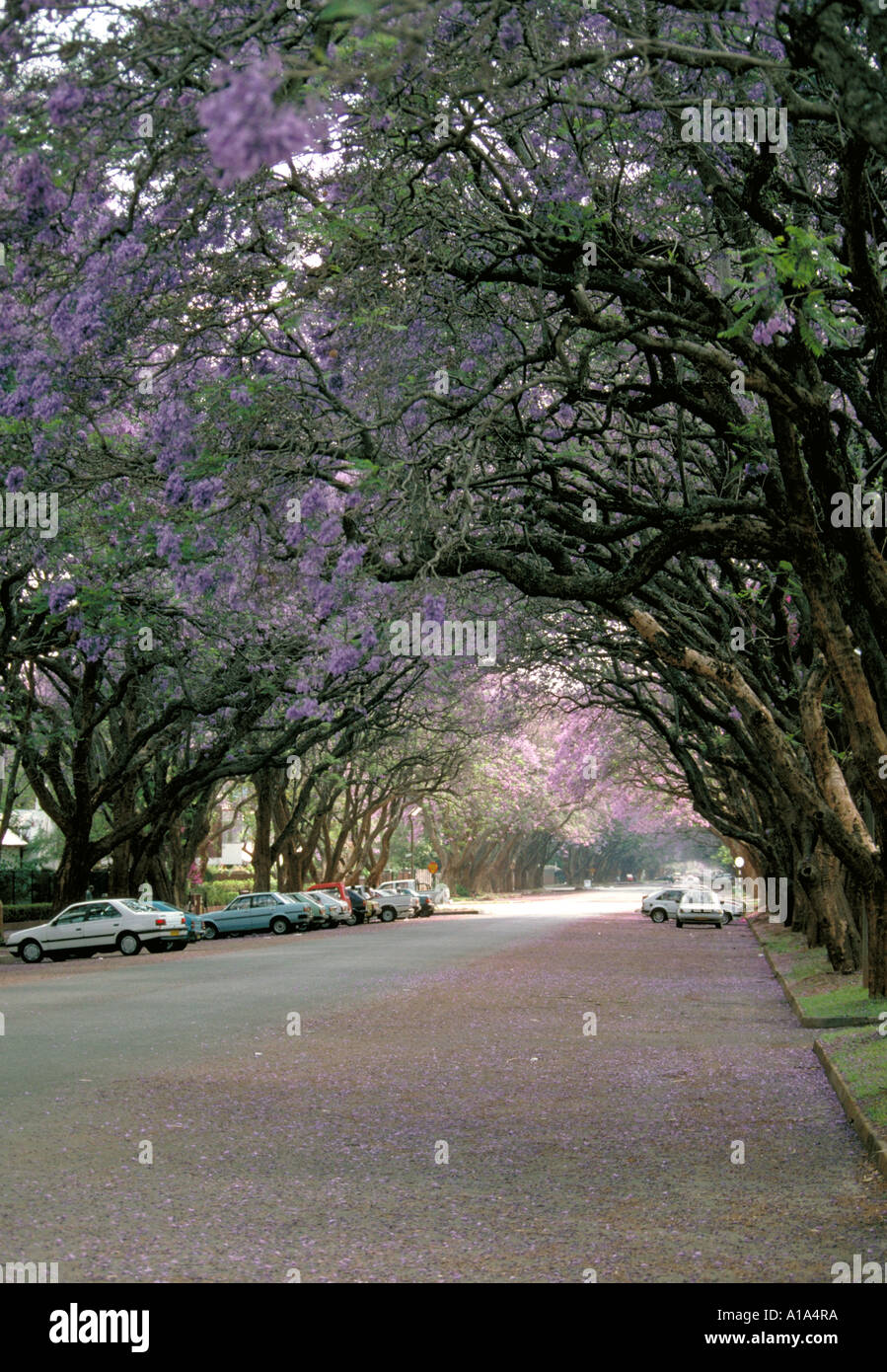 Residential Street Lined with Jacaranda Trees in Harare, Zimbabwe