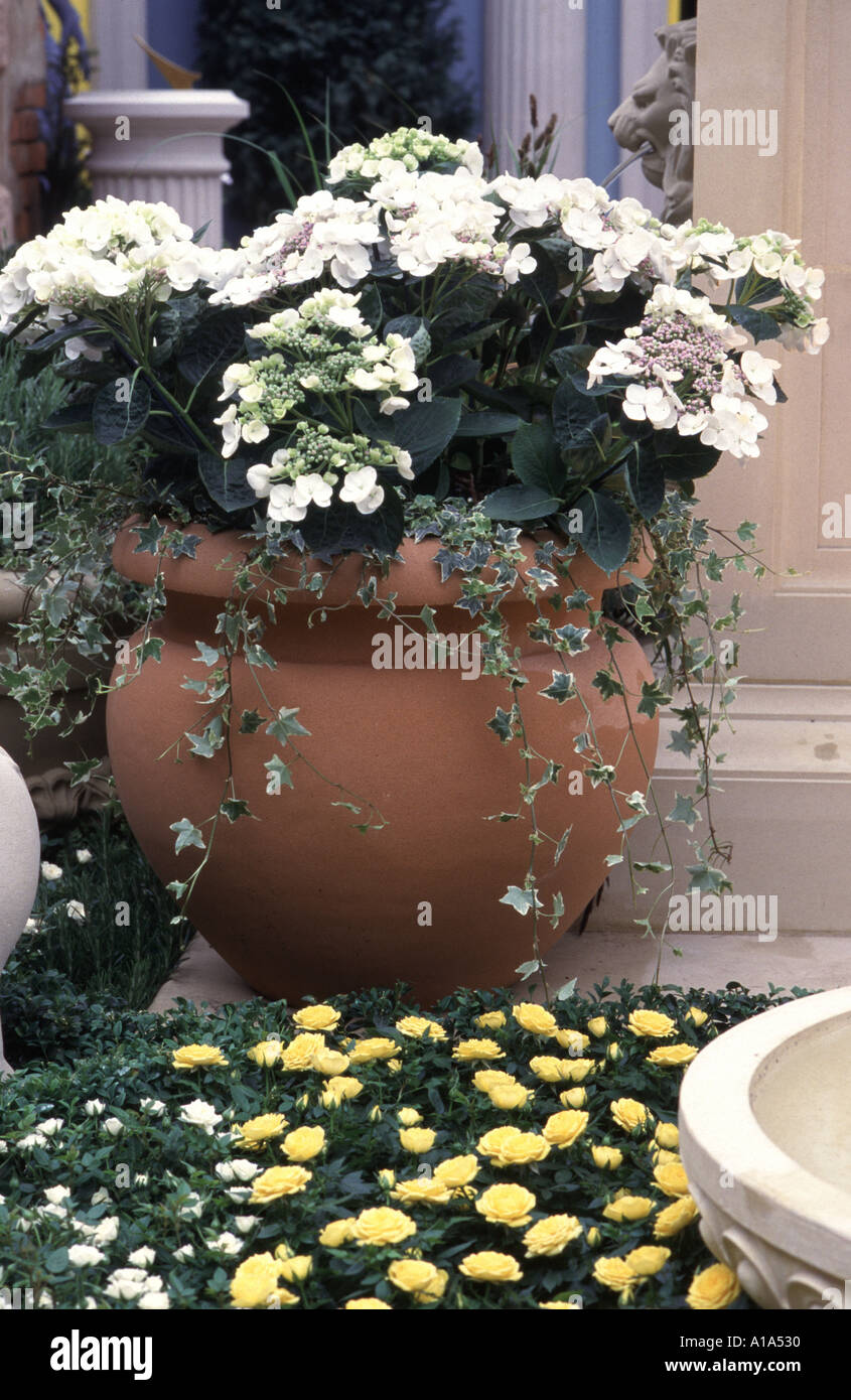 Terracotta pot with Hydrangea and Ivy Chelsea Flower Show Stock Photo