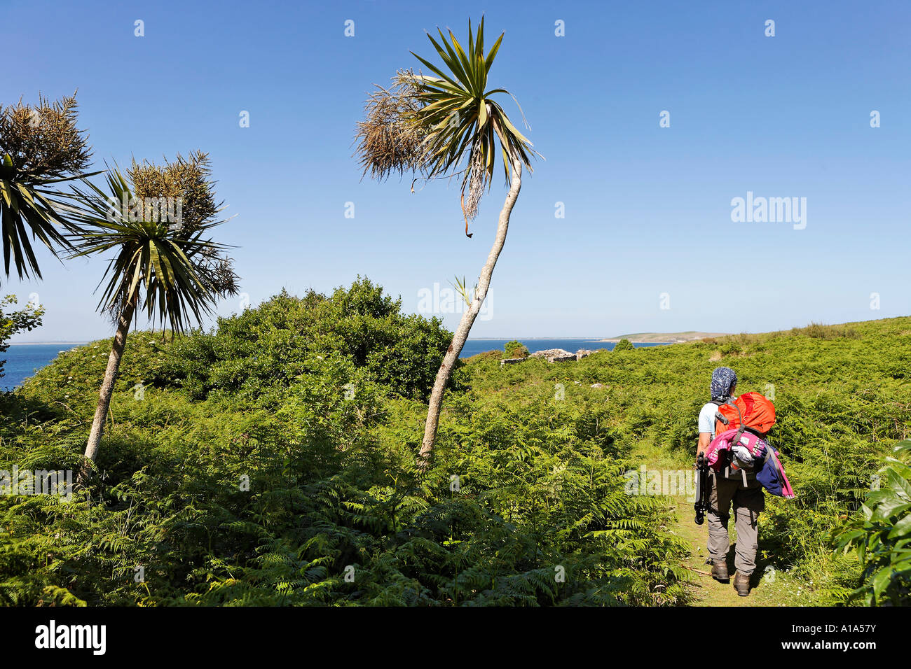Ireland palm trees hires stock photography and images Alamy