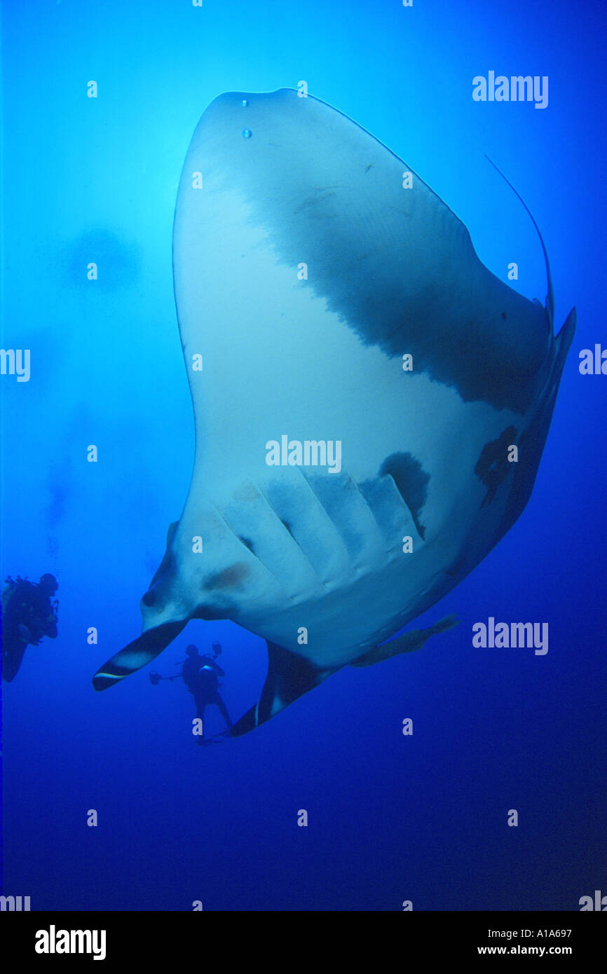 Manta Ray and diver, underwater, Revillagigedo, Socorro Islands, ocean, sea, scuba, diving, marine life, huge, marine life Stock Photo