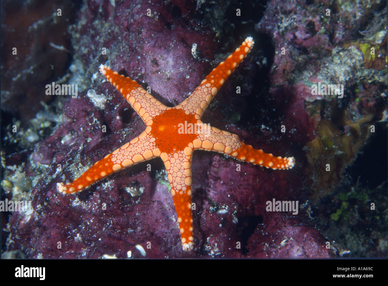 Starfish, underwater, ocean, sea, scuba, diving, marine life, sea life, coral reef, tropical reef Stock Photo