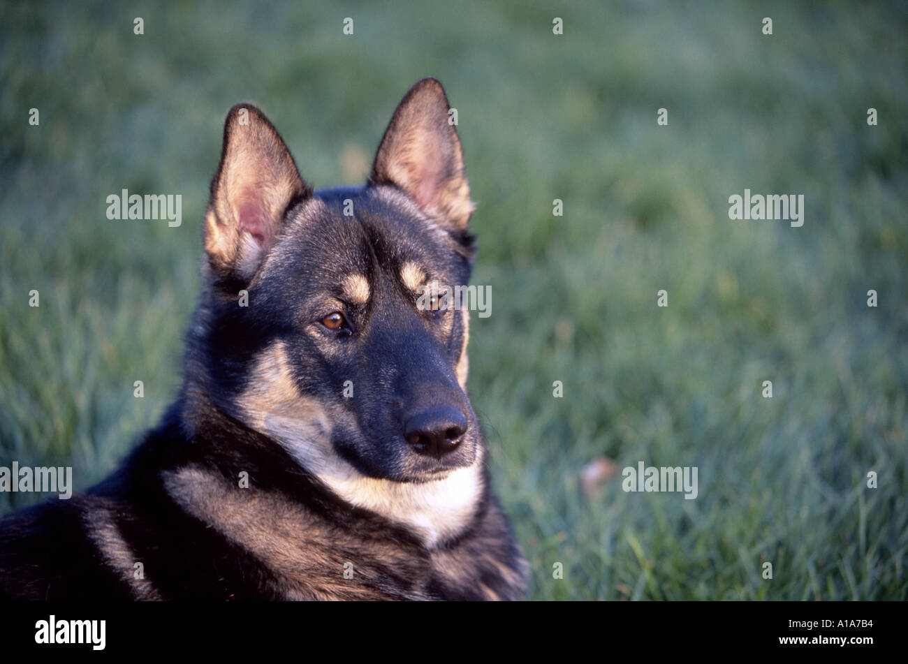German Shepherd And Norwegian Elkhound Mix Against Grass Background Stock Photo Alamy