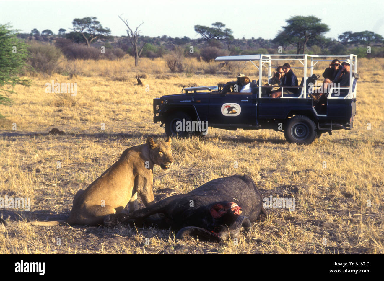 Clients photographing and viewing lion with a freshly killed buffalo Stock Photo
