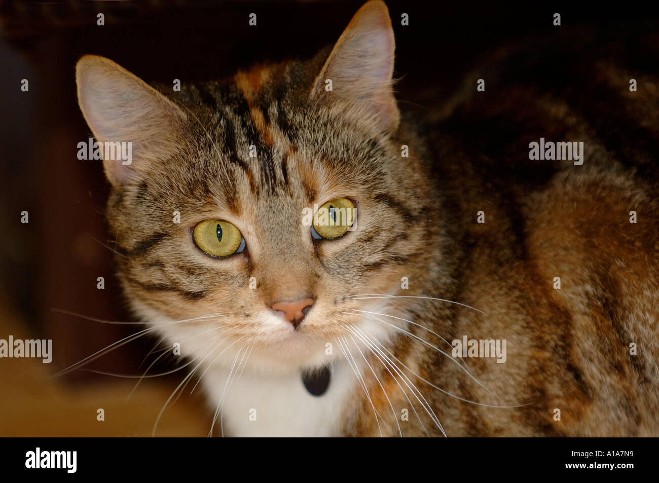 Alert tabby cat with wide eyes Stock Photo - Alamy