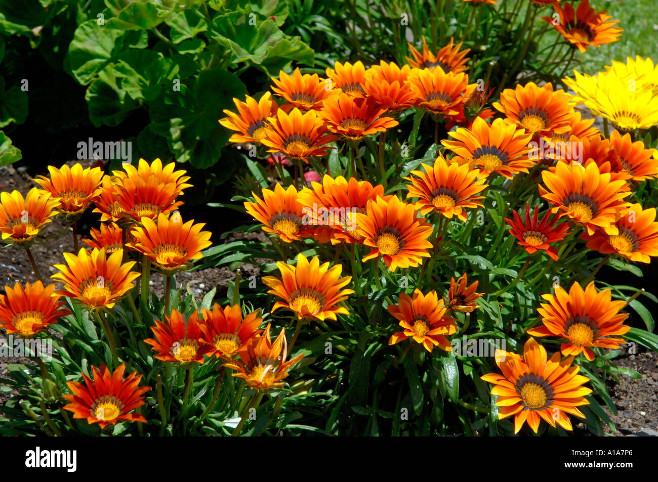 Cornwall park new zealand flowers hires stock photography and images