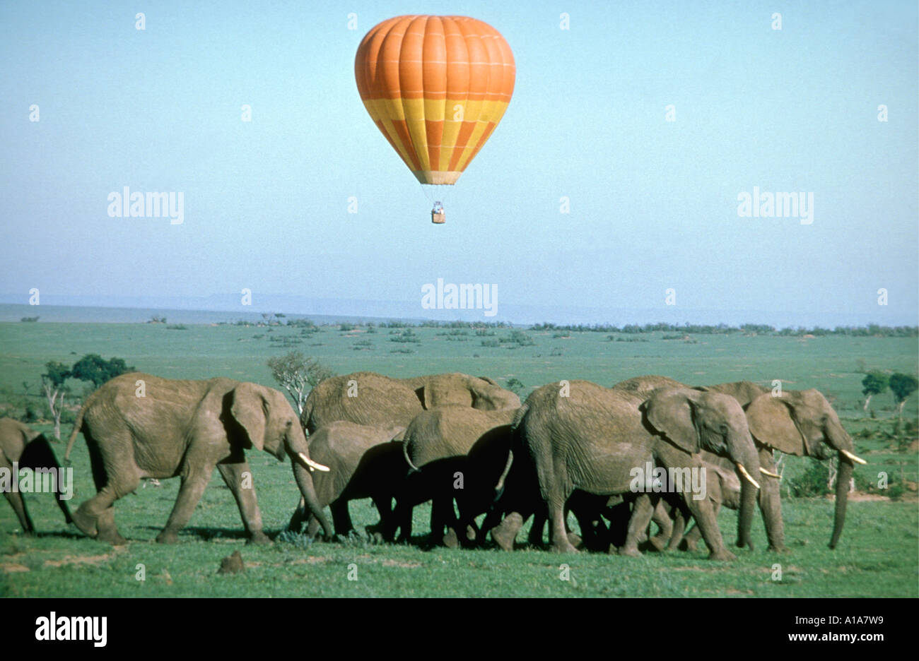 Hot Air Balloon flying over a herd of elephants in the Masai Mara National Reserve Kenya East Africa Stock Photo