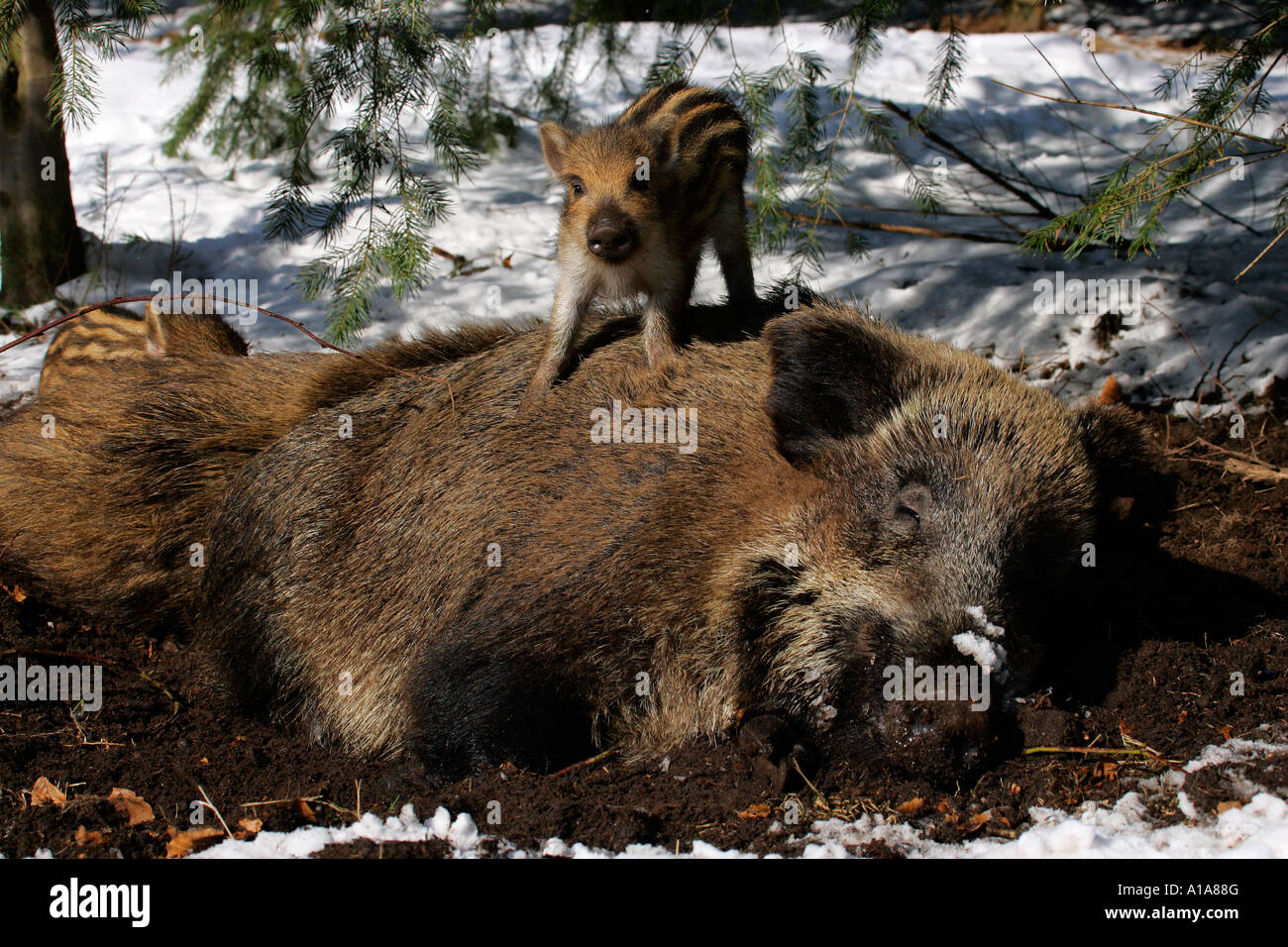 Female wild boar and piglets hi-res stock photography and images - Alamy