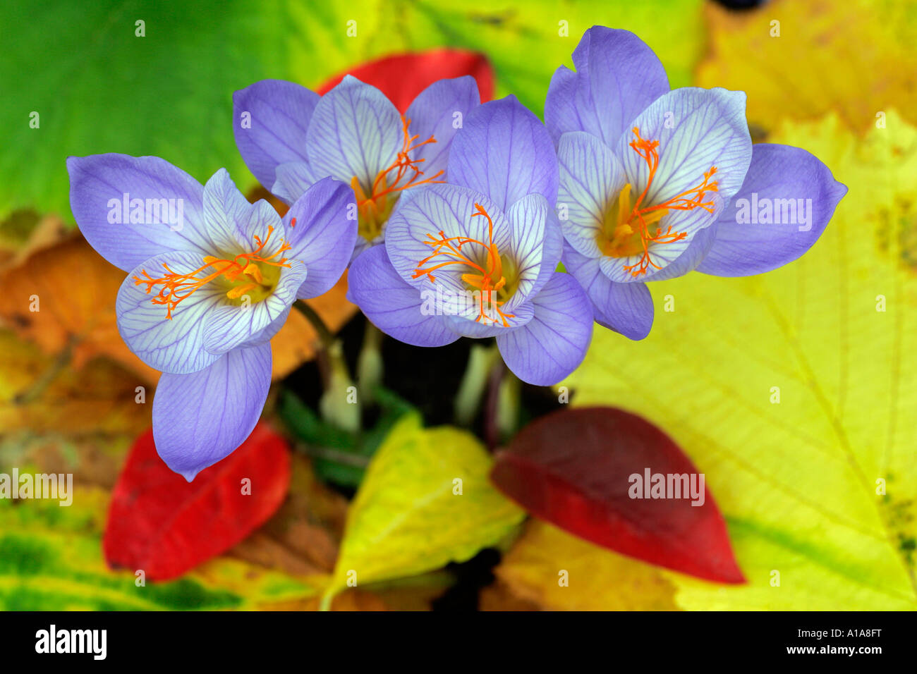 Flowering autumn-crocusses (Crocus pulchellus) Stock Photo