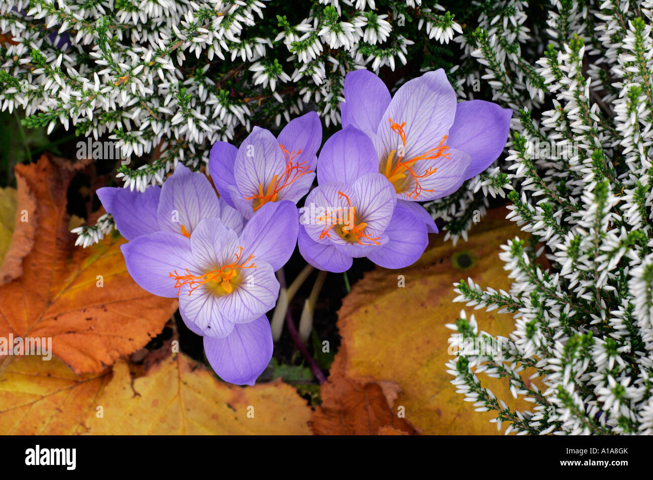 Flowering autumn-crocusses with heather (Crocus pulchellus) and (Calluna) Stock Photo