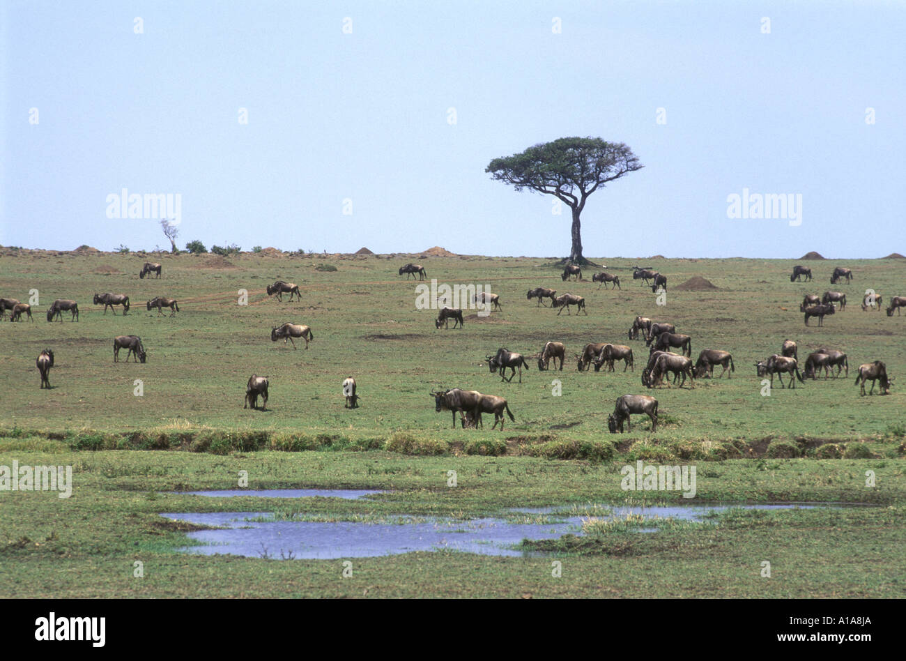 Wildebeest grazing on short green grass in the Masai Mara National Reserve Kenya East Africa Stock Photo