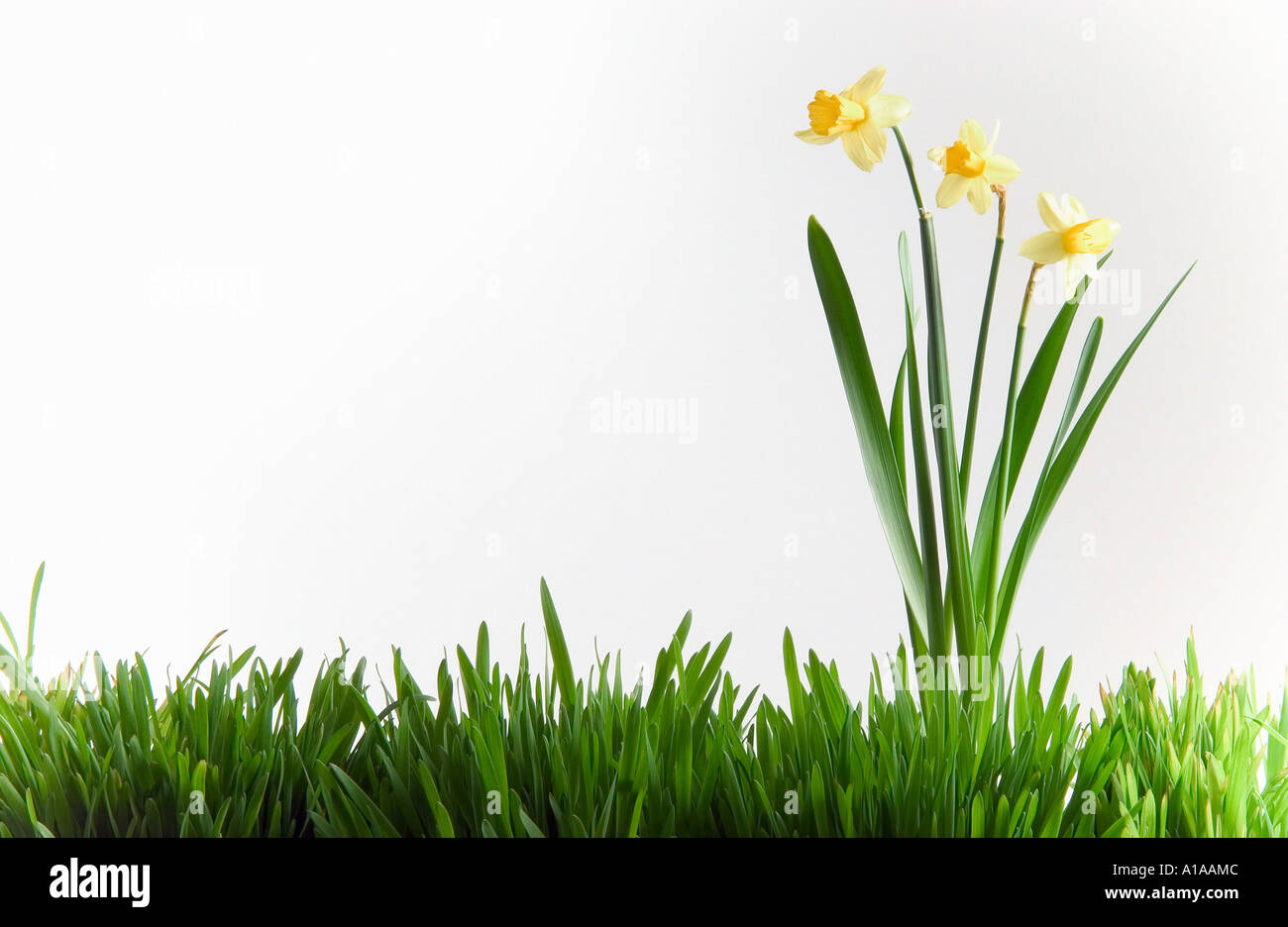 Daffodils in grass Stock Photo Alamy