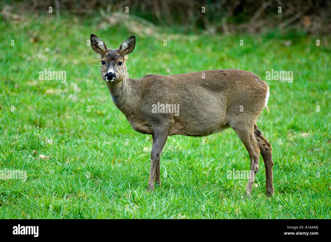 Pregnant female roe deer hi-res stock photography and images - Alamy