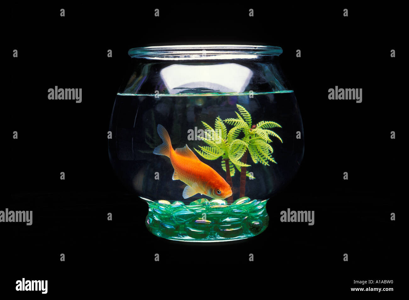 Comet goldfish in small glass fish bowl with plastic tree and green glass marbles Stock Photo