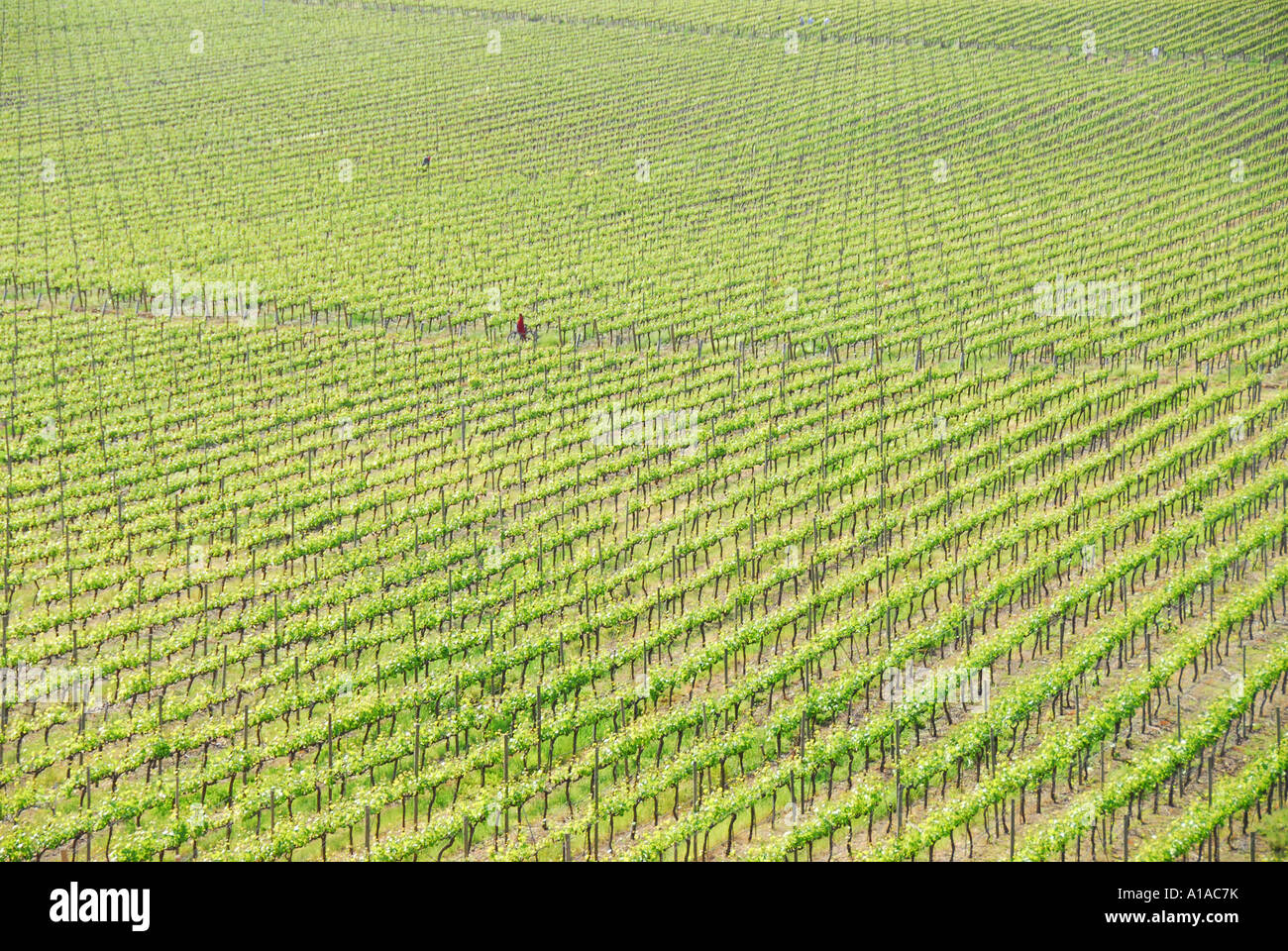Chile wine country colchagua valley vineyard Stock Photo