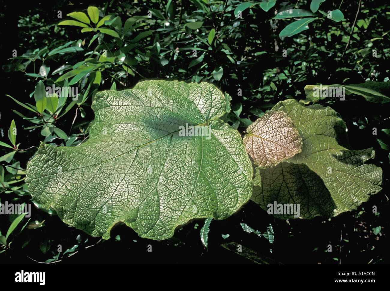 St Lucia large rain forest leaf Stock Photo