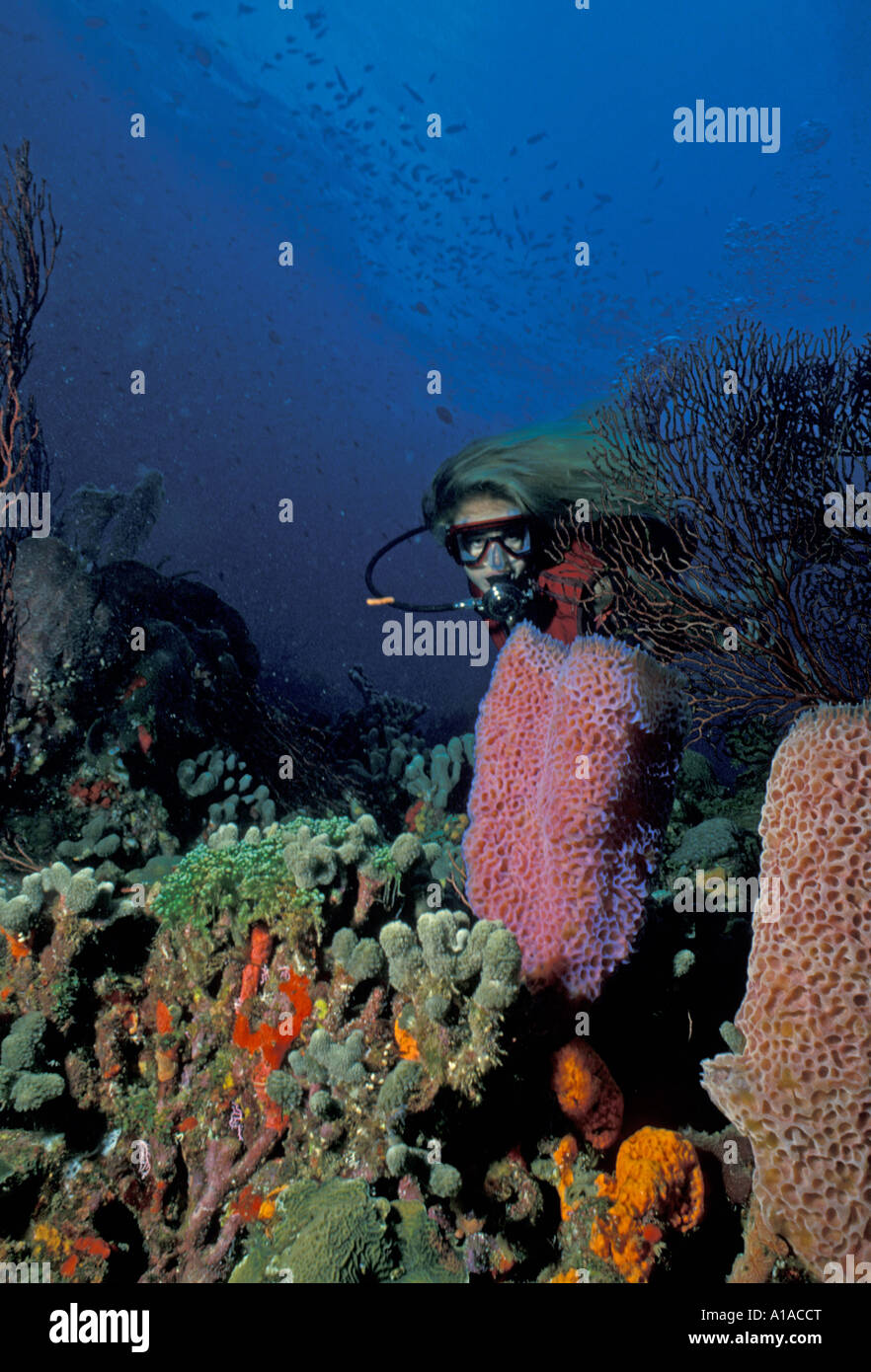 St Lucia  underwater anse chastanet reef sport diving Stock Photo