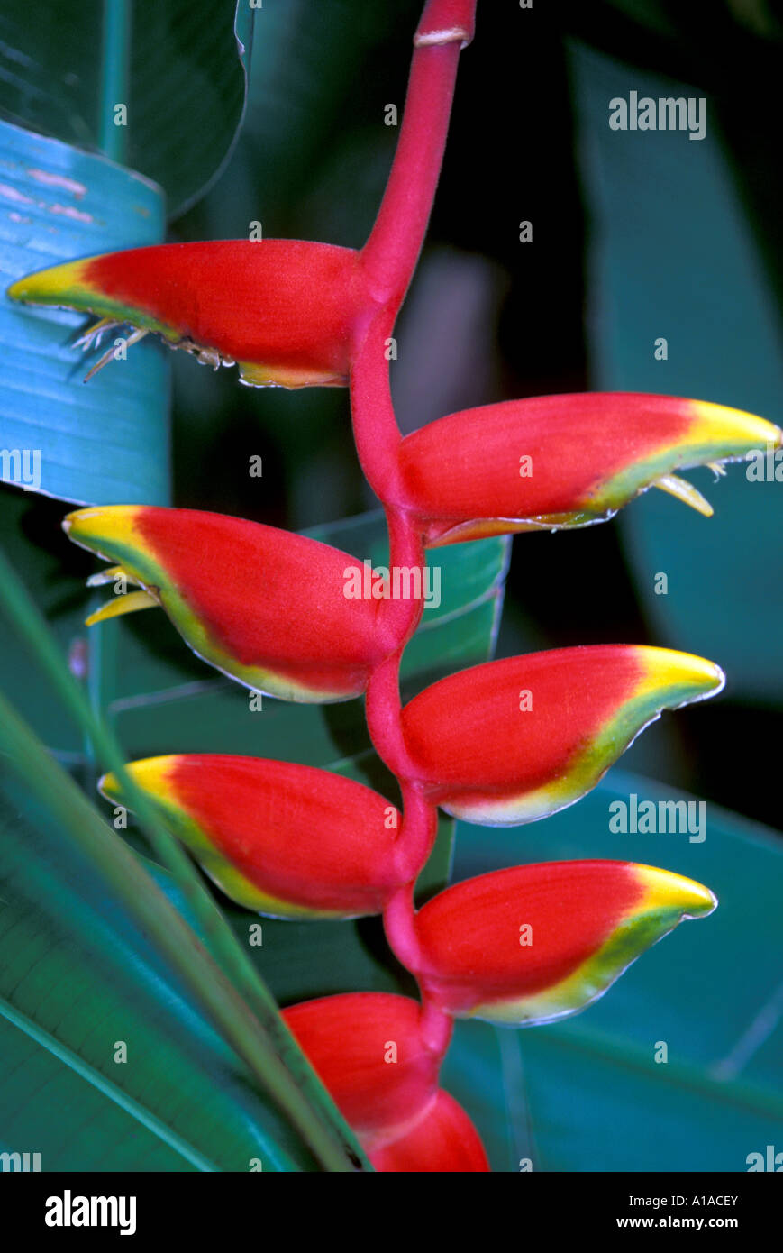 St Lucia  rain forest red  lobster claw heliconia flower Stock Photo
