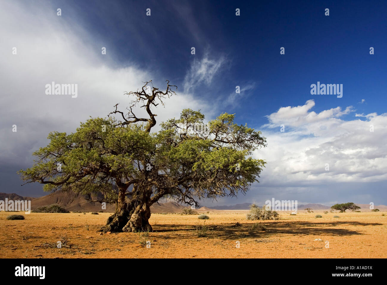 Upcoming thunderstorm with mountains and a tree. Tiras Mountains, Farm Koiimasis, Namibia Stock Photo