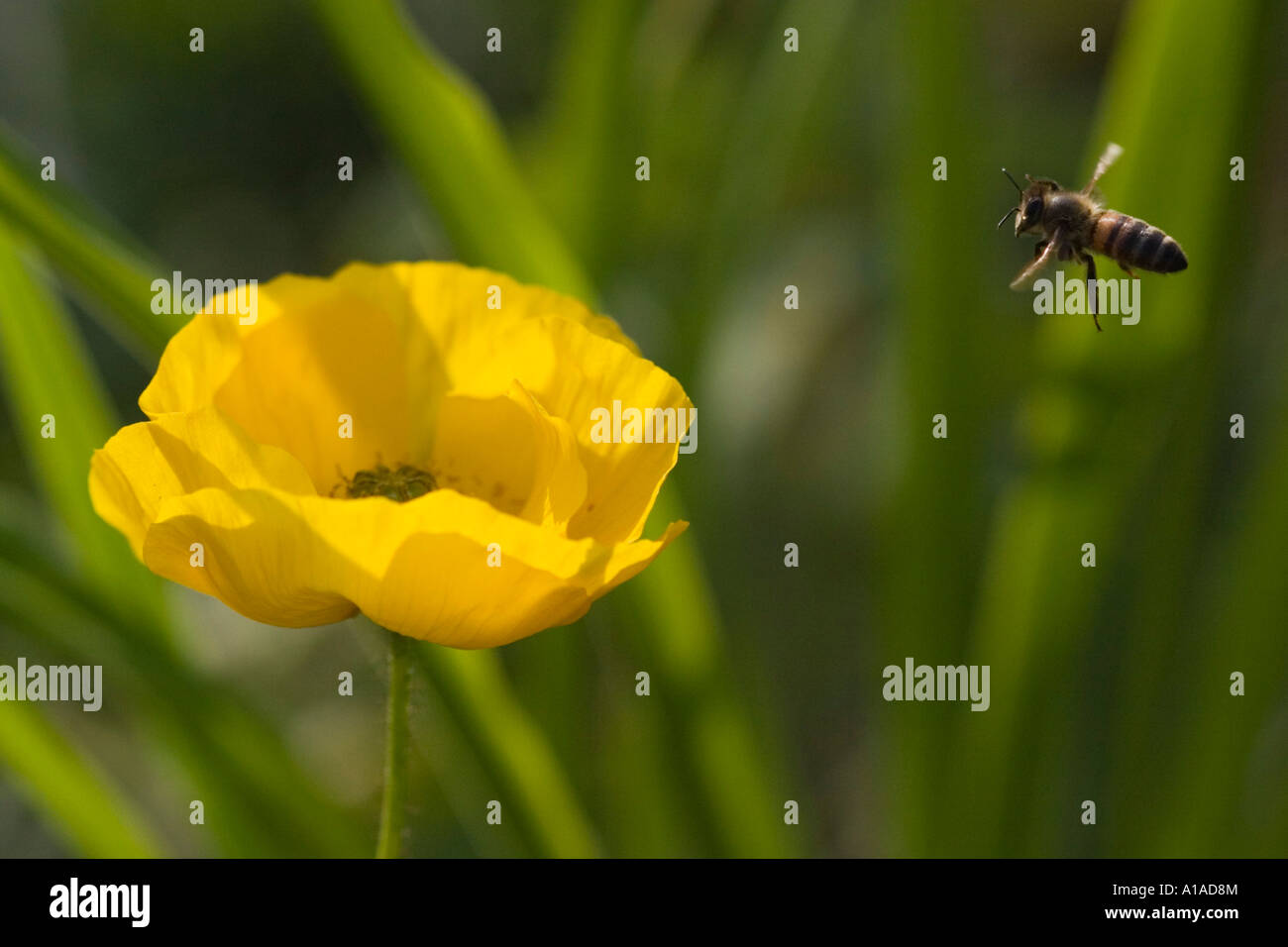 Iceland poppy (Papaver nudicaule) with bee Stock Photo Alamy