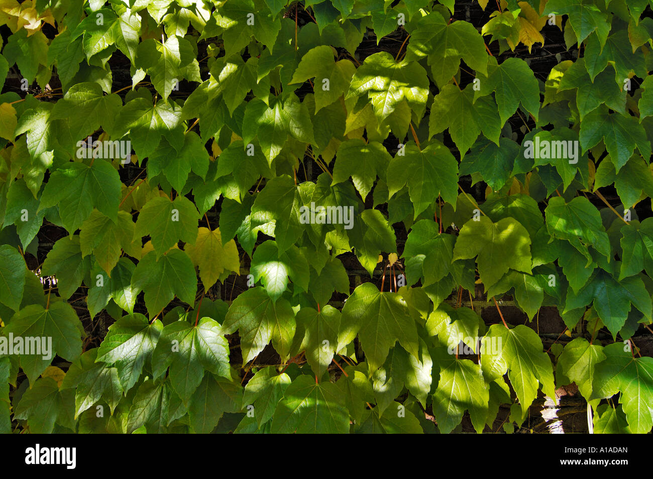 Five-leaved ivy (Parthenocissus quinquefolia) Stock Photo