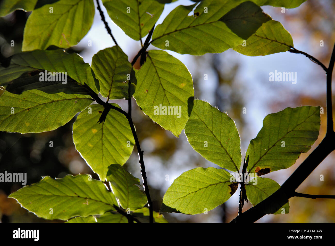 Backlight leaves hi-res stock photography and images - Alamy