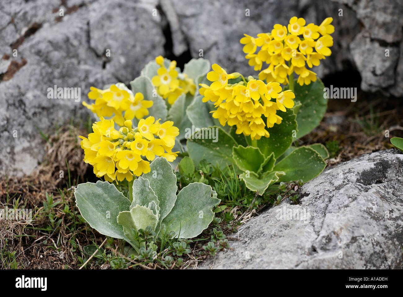 Auricula (primula auricula), mountain range Rax, Lower Austria, Austria Stock Photo