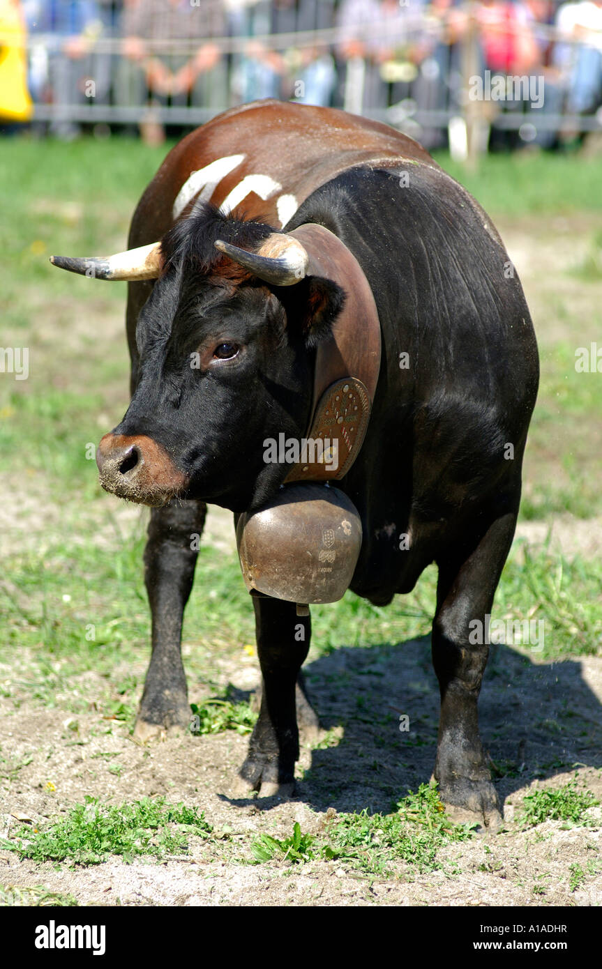 Ehringer fighter cow, , Swiss cow fighting, Aproz, Valais, Switzerland Stock Photo