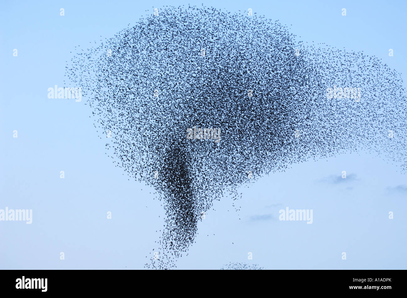 Flock of starlings (Sturnus vulgaris) migrating in winter, Rome, Italy Stock Photo