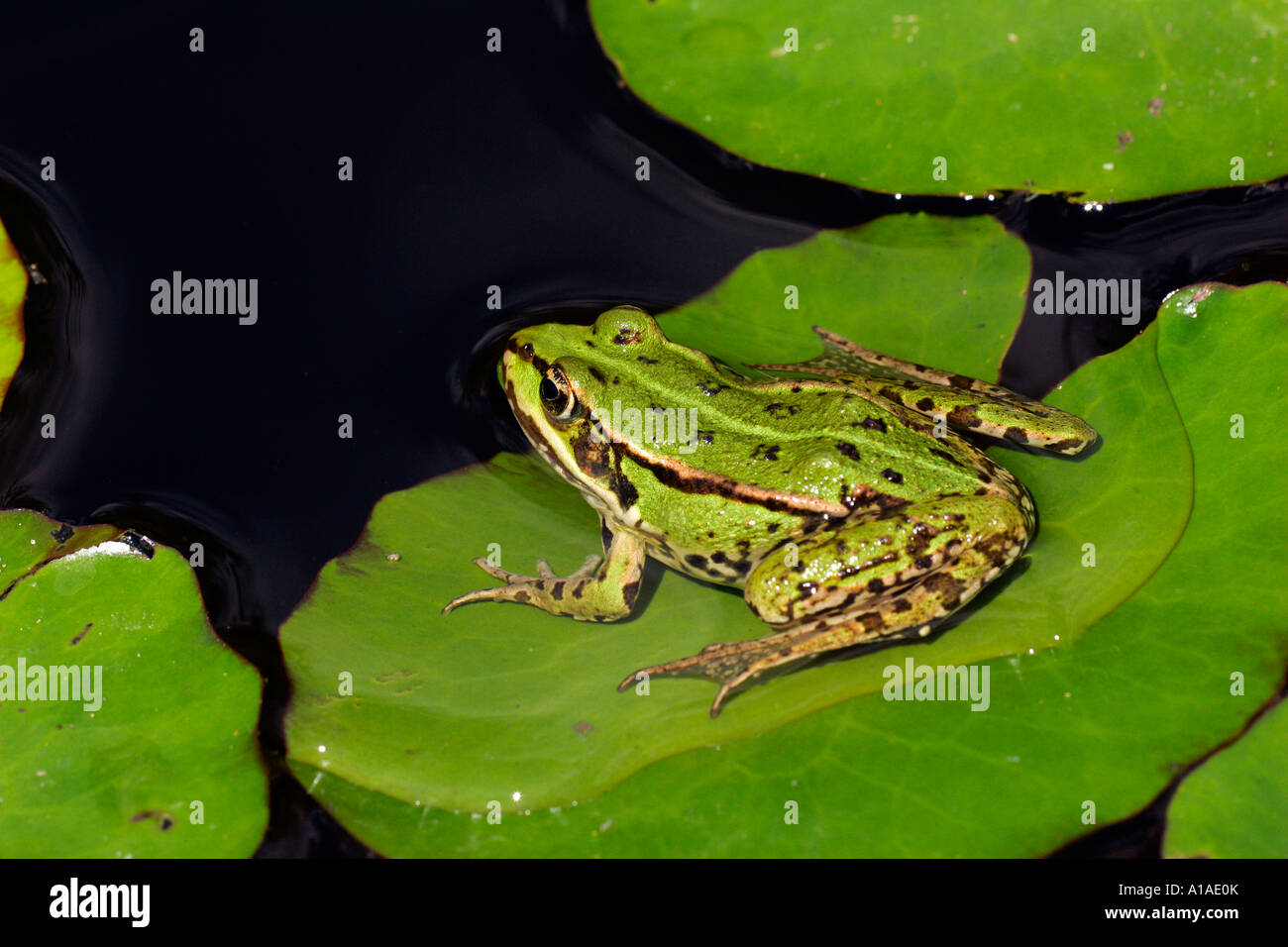 Edible Frog Holding On To A Waterlily Leaf European Edible Frog Sitting On A Water Leaf In A