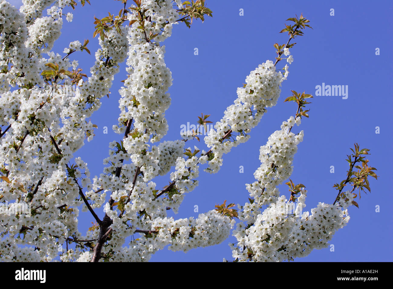 Flowering Cherrytree (Prunus avium) Stock Photo