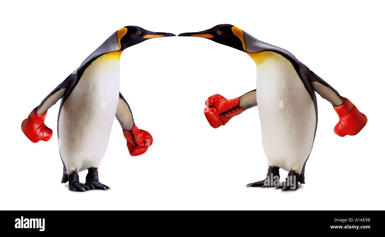 King Penguins with boxing gloves Stock Photo