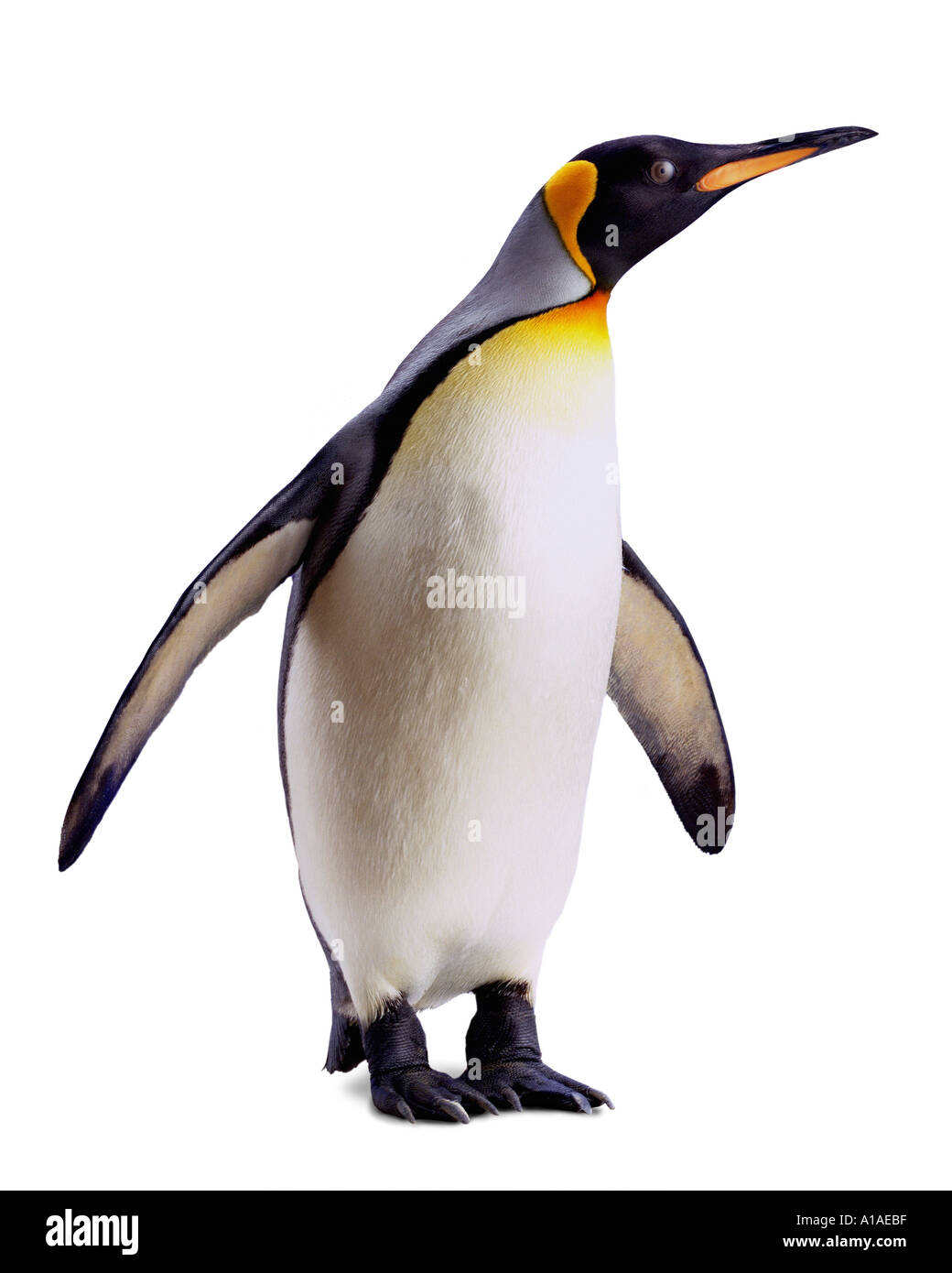 King penguin Stock Photo