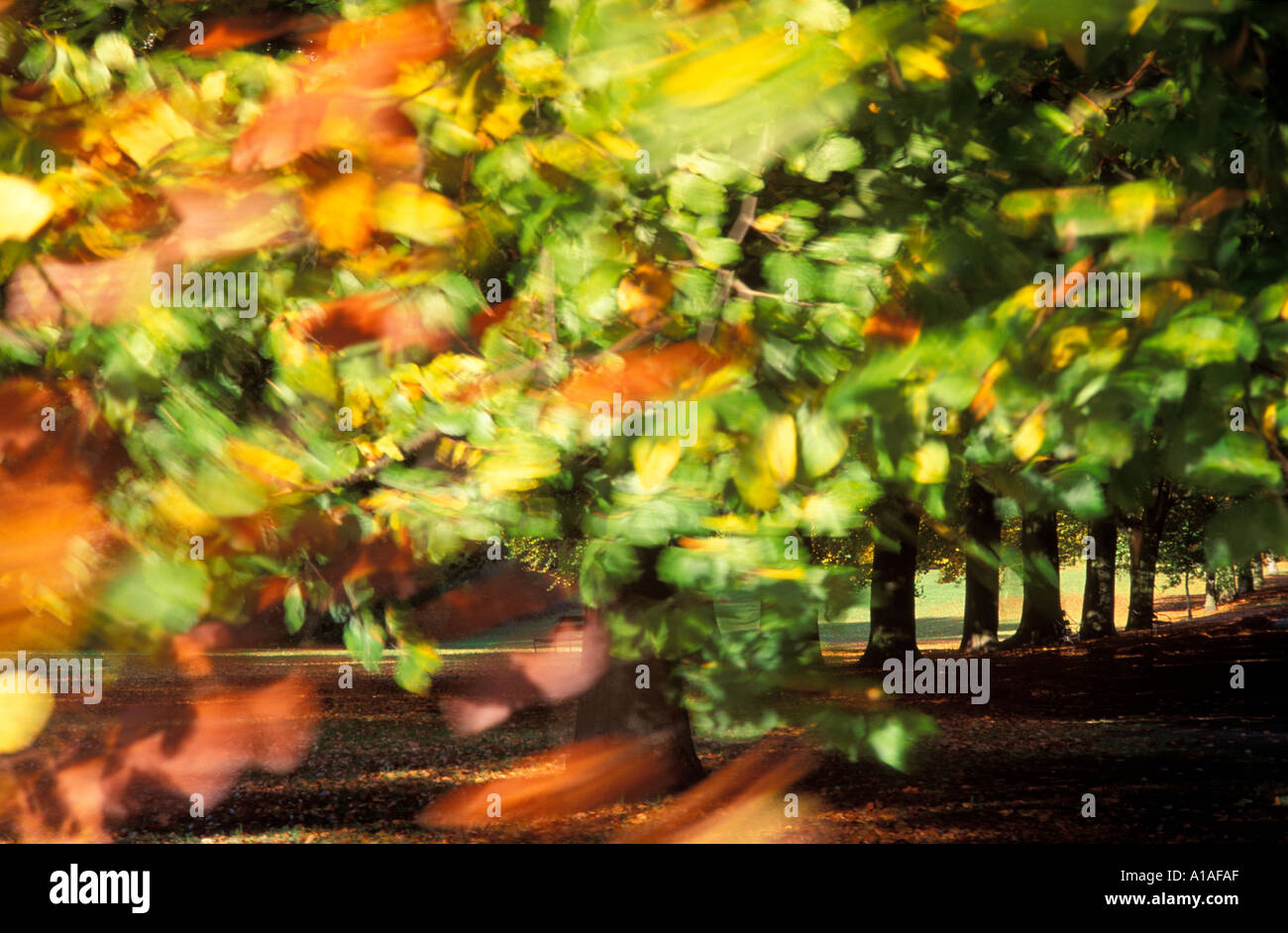 Windy leaves hi-res stock photography and images - Alamy