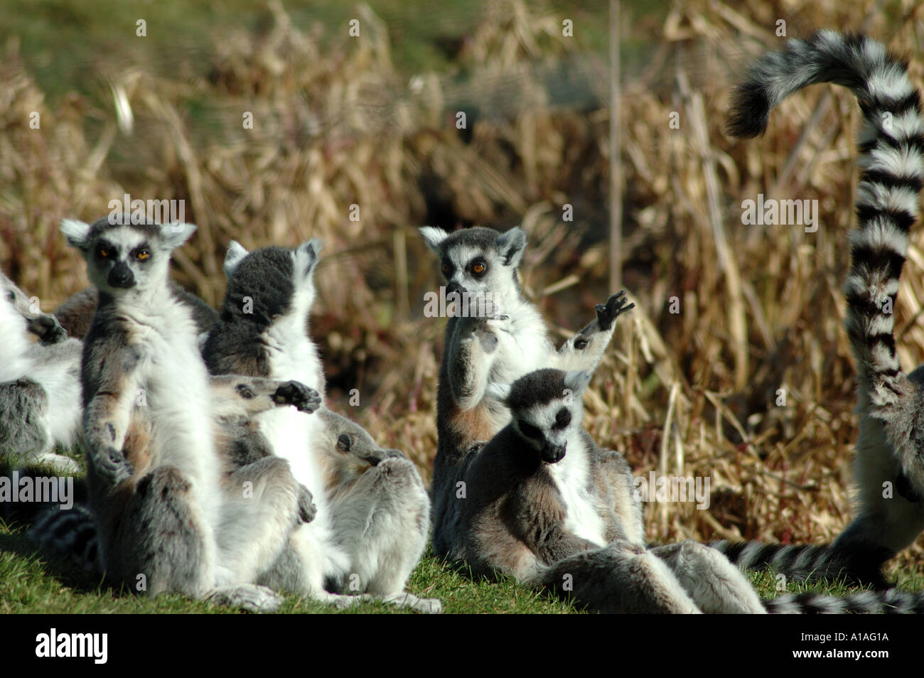 Group of ring tailed lemurs sitting on the ground Stock Photo