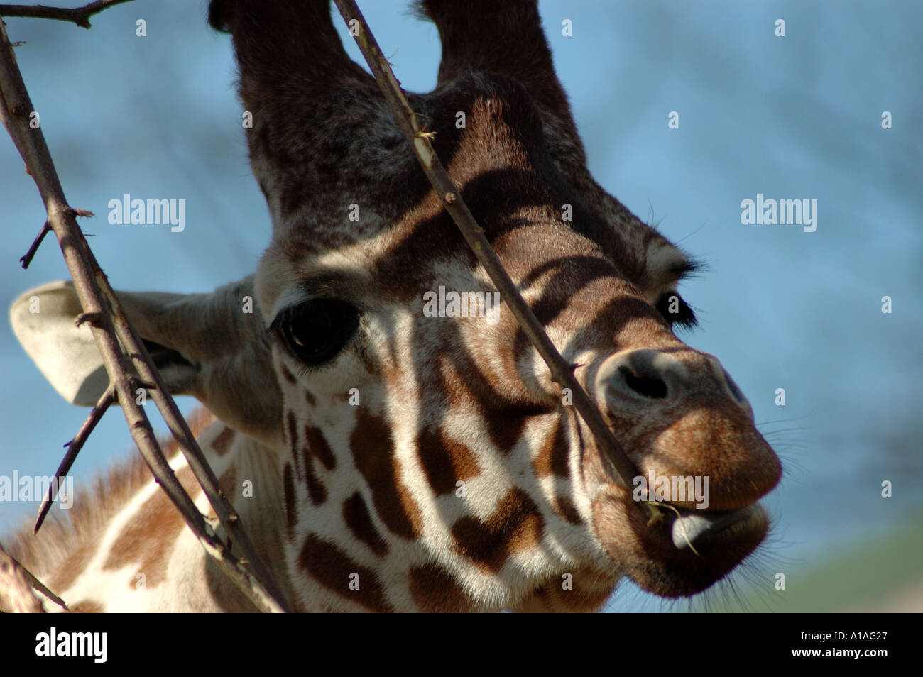 Giraffe eating by a shady tree Stock Photo