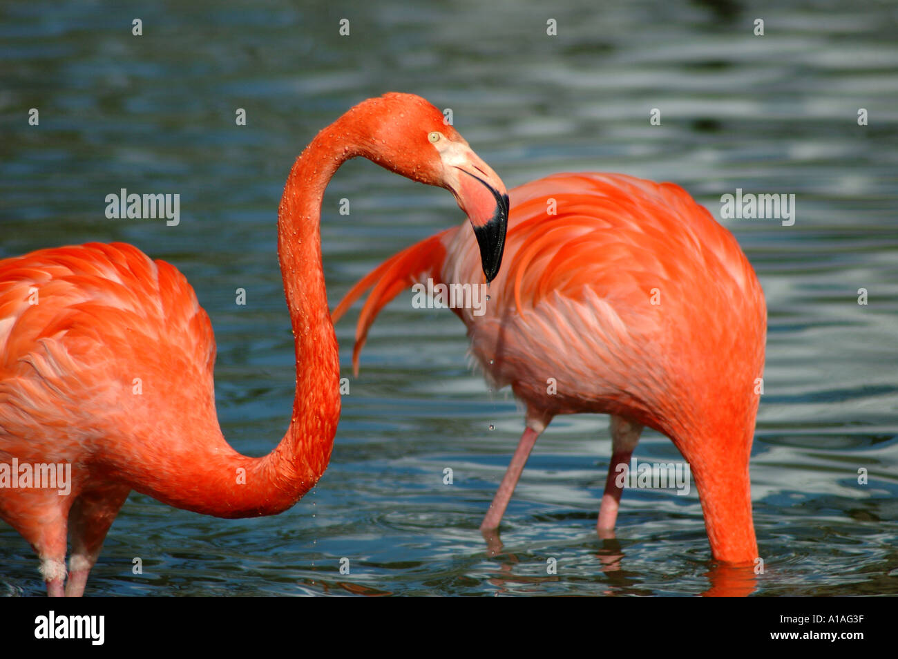 Two Flamingos in water Stock Photo