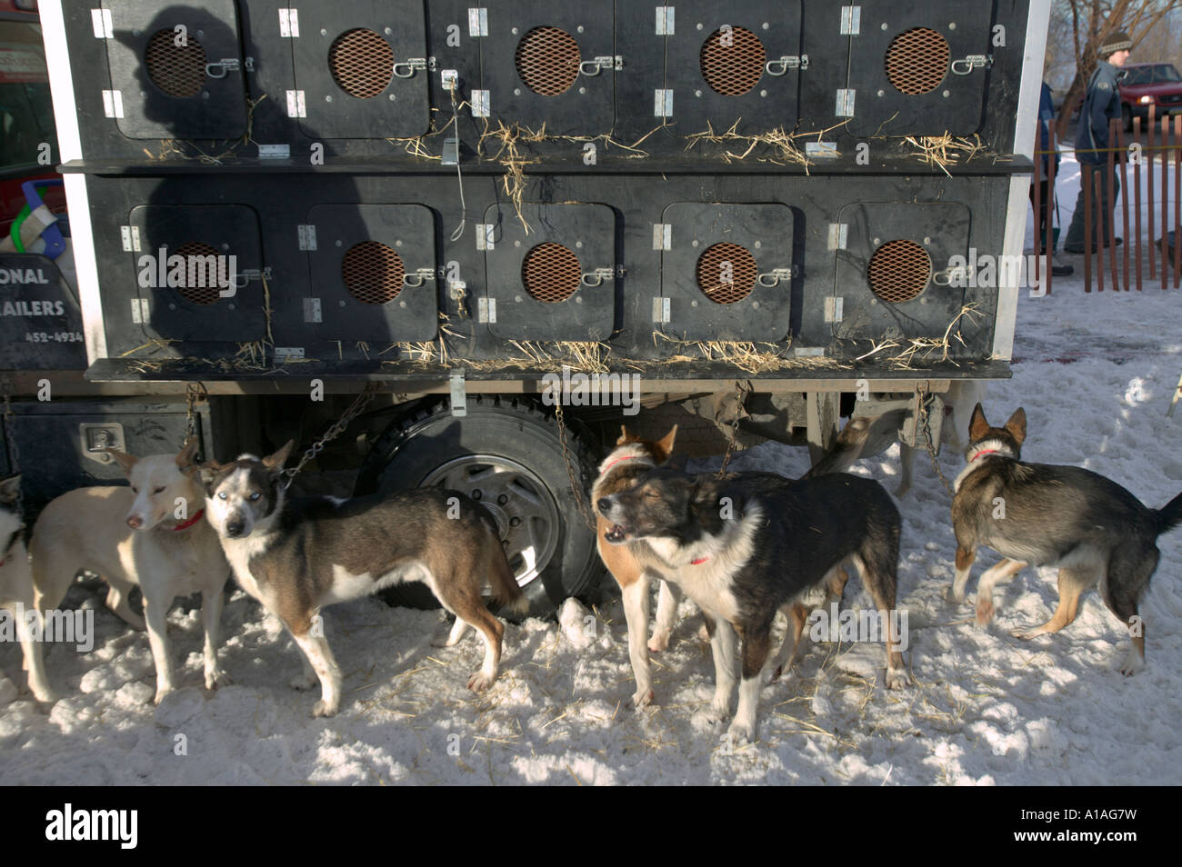 Dogs in groups hi-res stock photography and images - Alamy