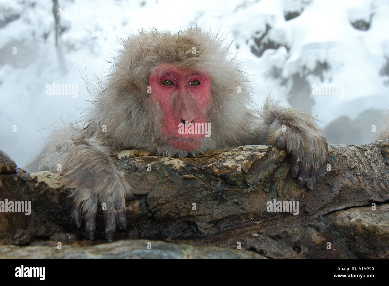 Japanese Macaque resting at edge of hot spring Nagano Japan Stock Photo