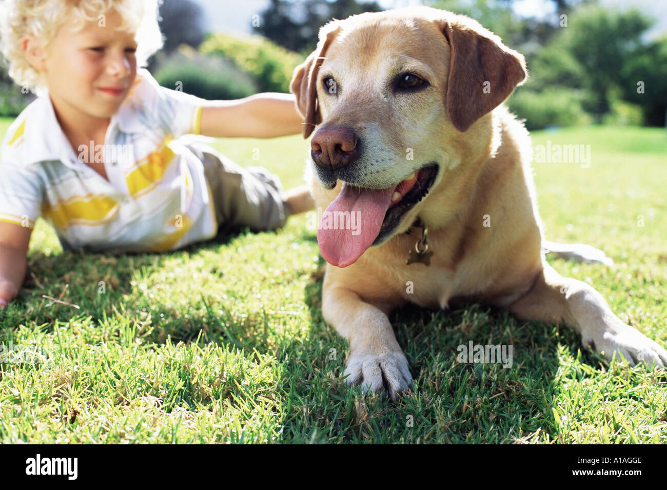 White Labrador High Resolution Stock Photography And Images Alamy