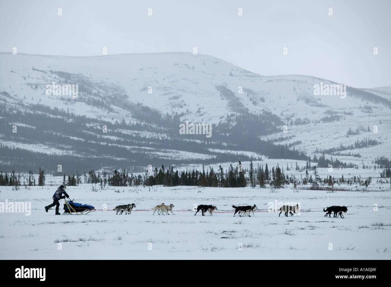 USA Alaska Unalakleet 2005 champion Robert Sorlei races dog team through snow storm toward Bering Sea coast Stock Photo