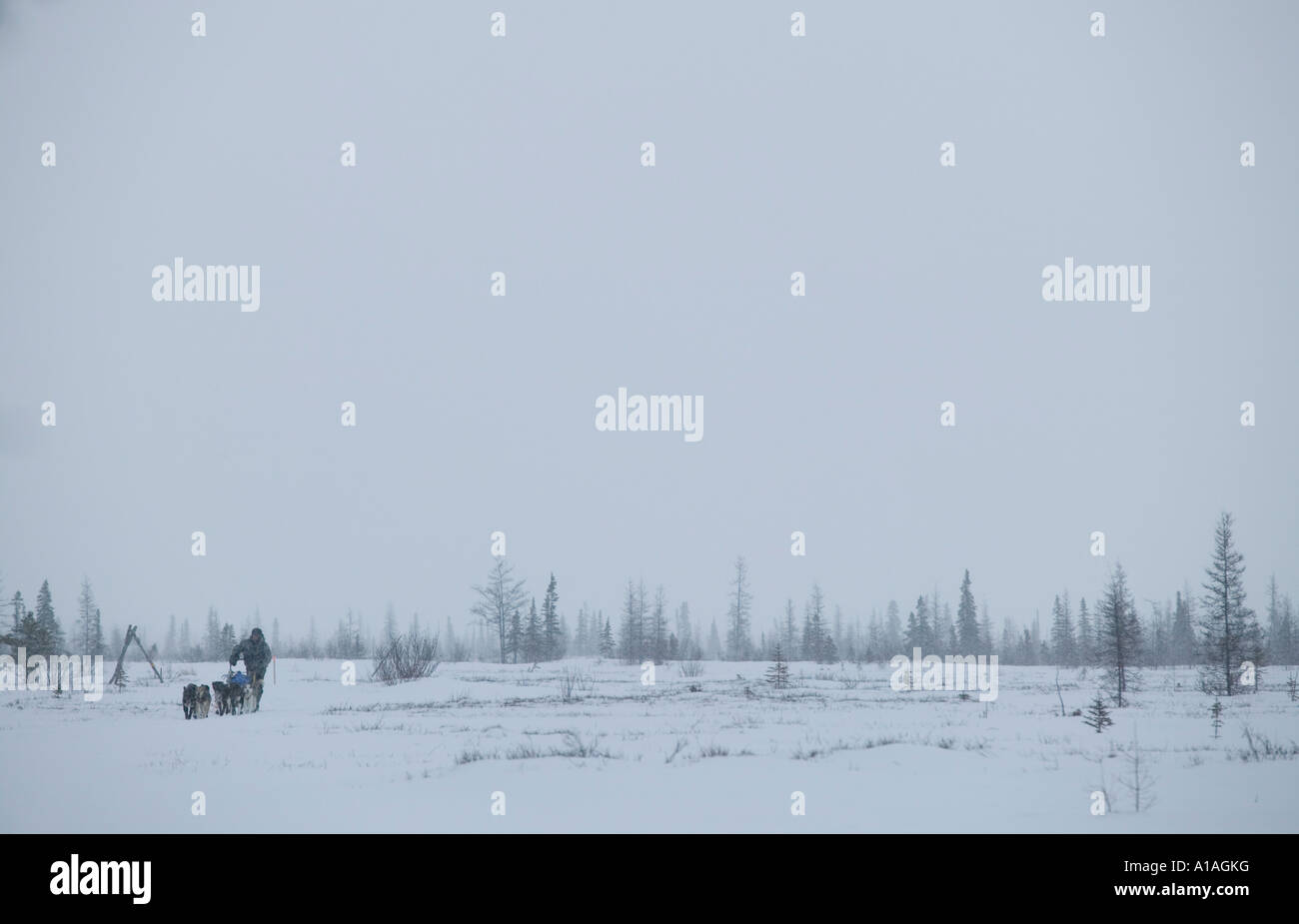 USA Alaska Unalakleet 2005 champion Robert Sorlei races dog team through snow storm toward Bering Sea coast Stock Photo