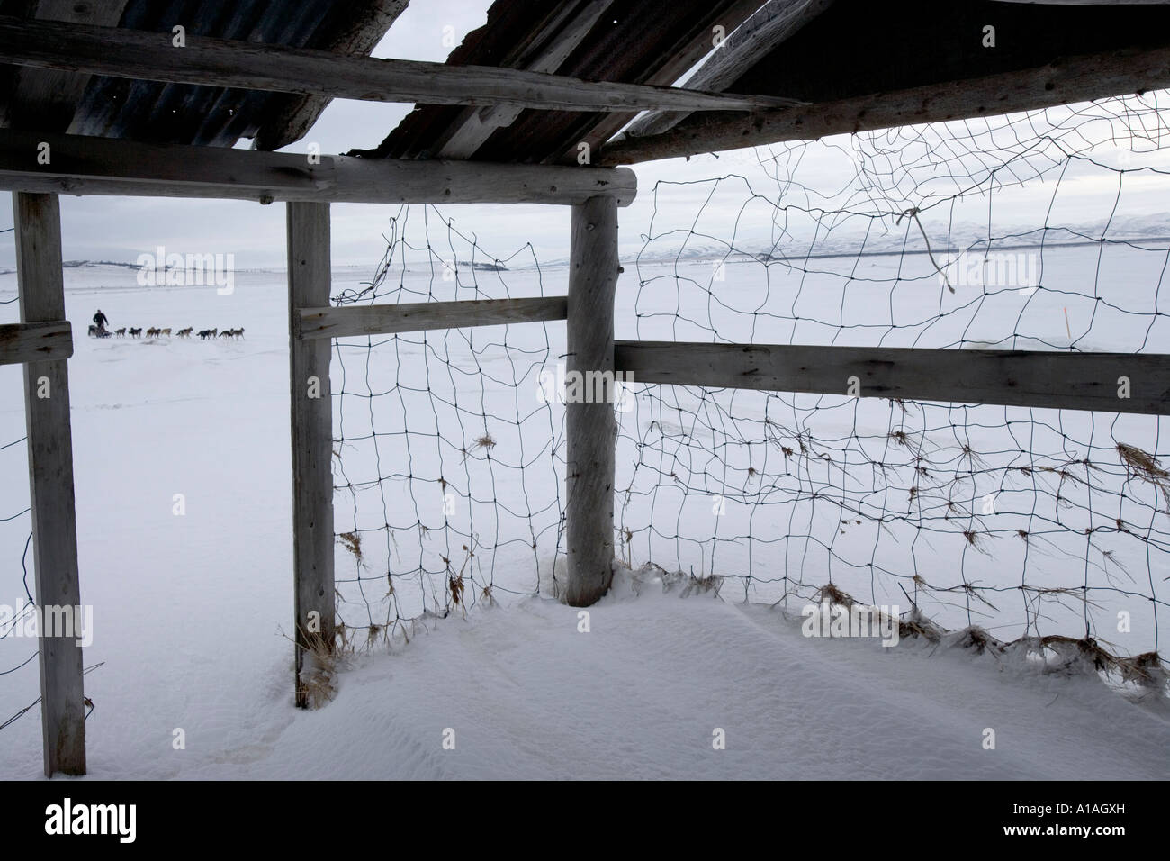 USA Alaska Unalakleet Musher and dog team races past fish drying shack during 2005 Iditarod sled dog race on winter day Stock Photo