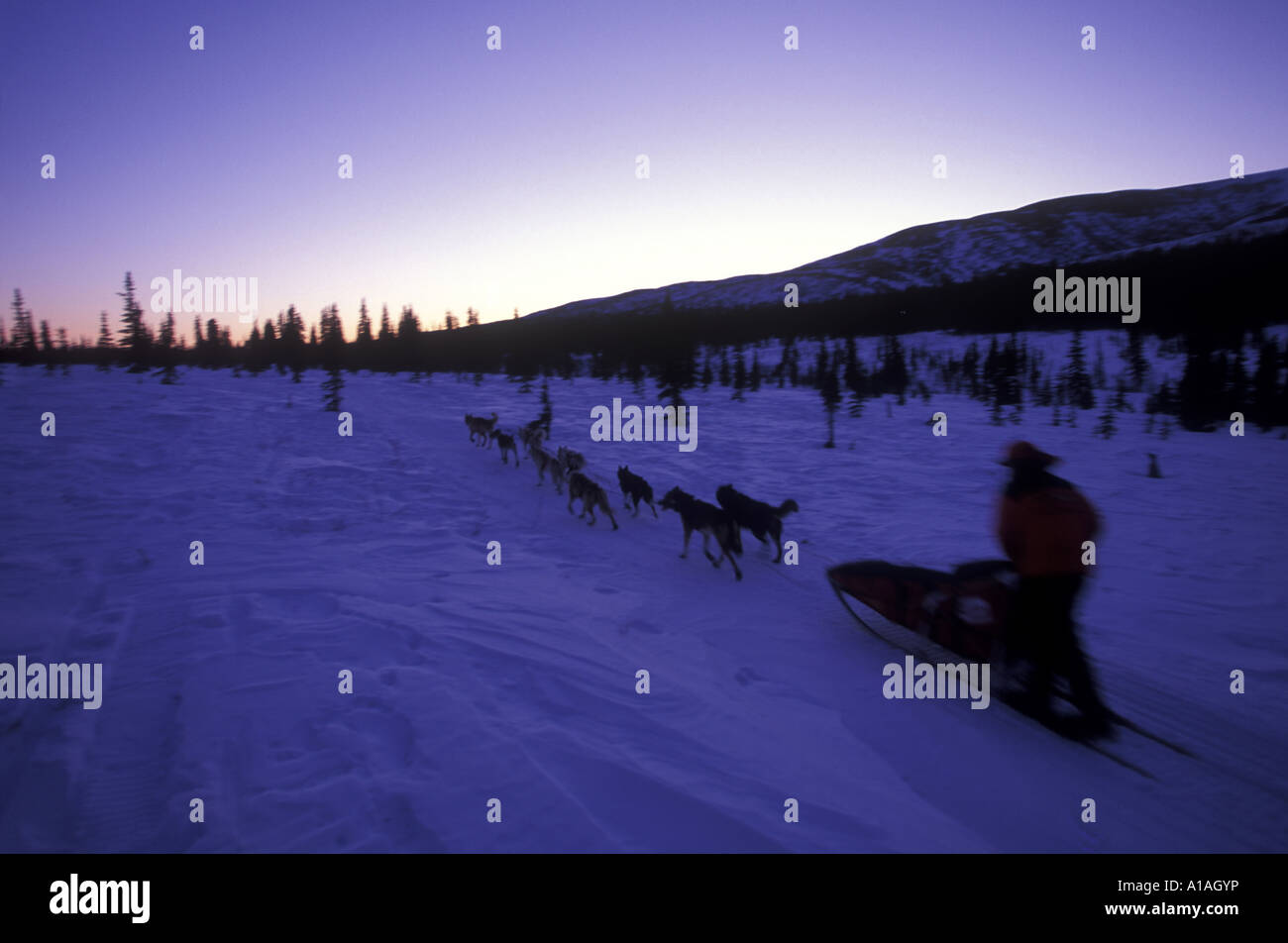 USA Alaska 1998 Iditarod champion Jeff King races through hills near Kaltag at dusk Stock Photo