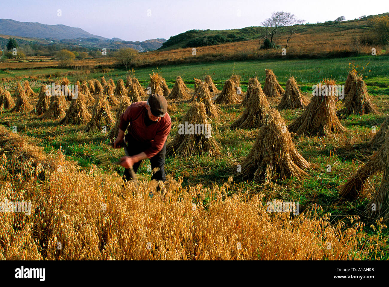 Traditional Farming Donegal Ireland Stock Photo 3328266 Alamy
